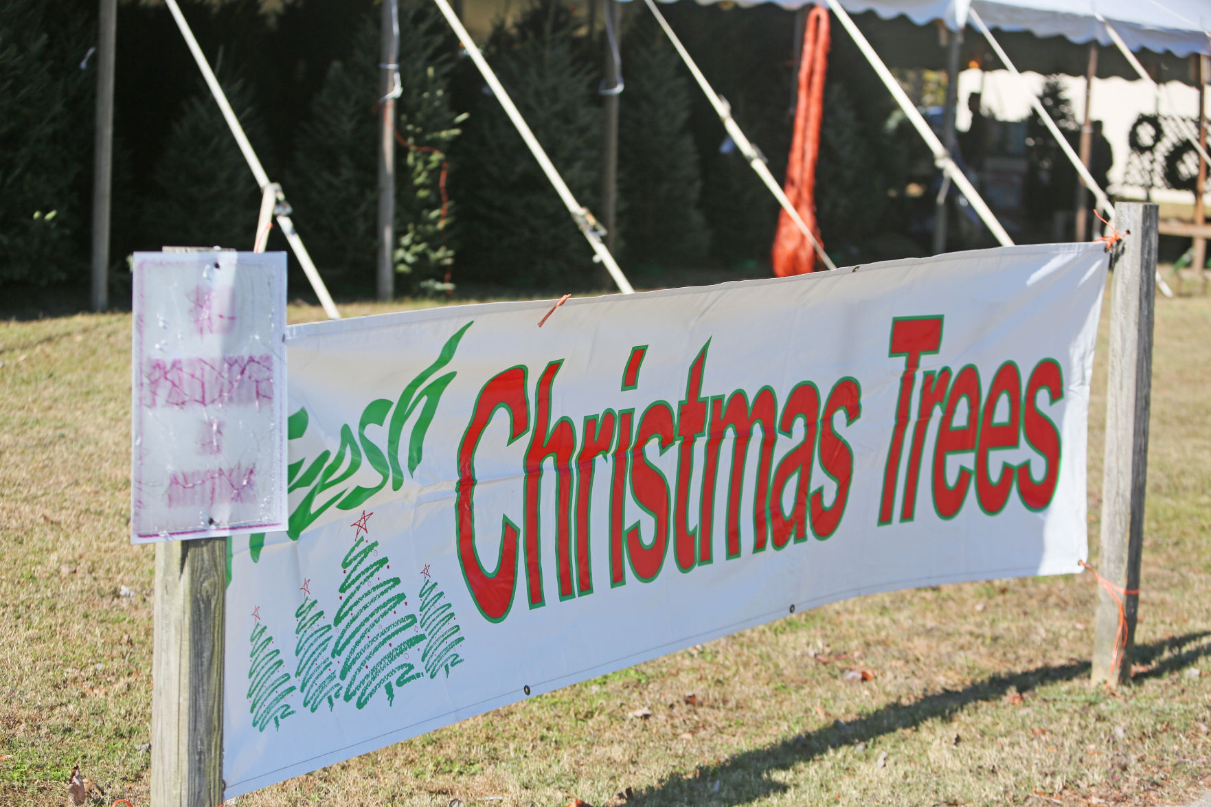 pc-112317-ne-christmastrees (copy)